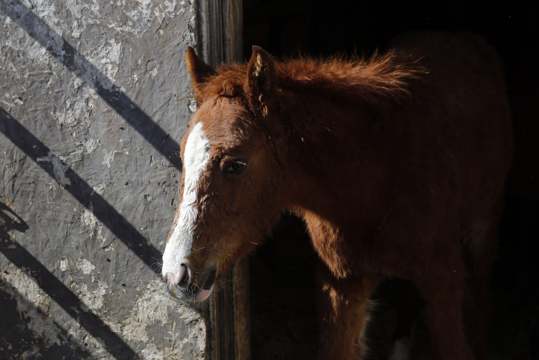102316-nws-horses006.JPG